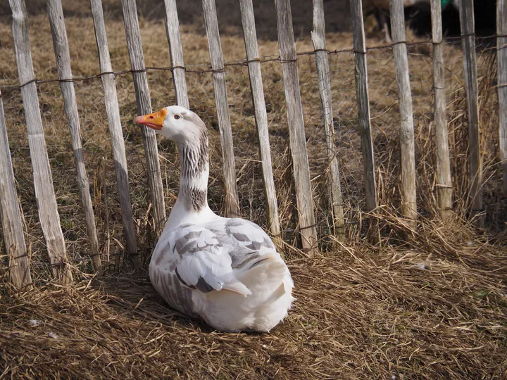 Lens Polder Petting zoo in Newport (Belgium)